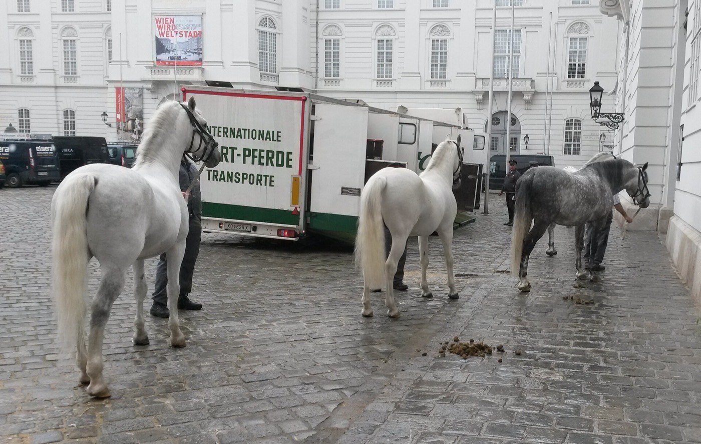 Three Lipizzaner horses, two white and one dappled grey, held by handlers on wet cobblestones beside two horse transport lorries in a courtyard of the Hofburg